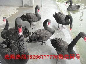 黑天鹅技能爆料最新版 第2张 黑天鹅技能爆料最新版 第2张